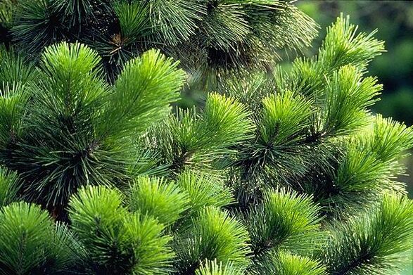 Agullas para tratar a prostatite